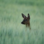 Forskare: Rådjur minskar förekomsten av borreliabakterier